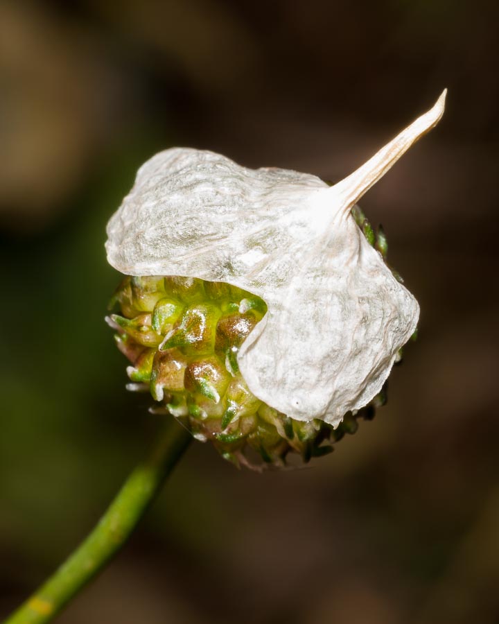 Allium vineale